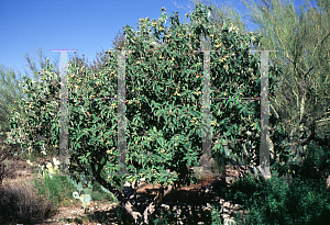 Picture of Cordia boissieri 