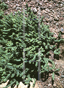 Picture of Crassula muscosa 