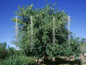 Picture of Dalbergia sissoo 