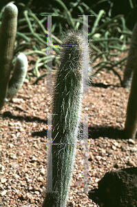 Picture of Espostoa blossfeldiorum 