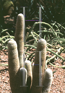 Picture of Espostoa lanata 