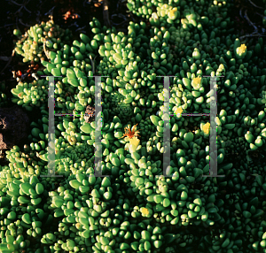 Picture of Delosperma nubigerum 