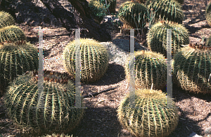 Picture of Echinocactus grusonii 