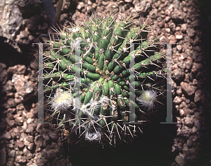 Picture of Echinopsis mamillosa var. ritteri 