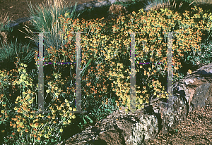 Picture of Eriogonum umbellatum 