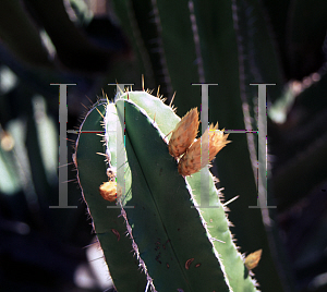 Picture of Escontria chiotilla 