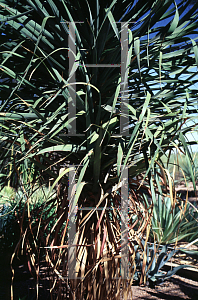 Picture of Dracaena draco 