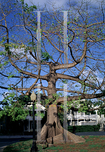 Picture of Ceiba pentandra 