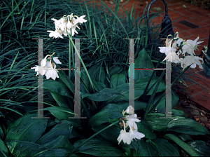 Picture of Eucharis x grandiflora 