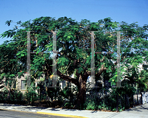 Picture of Delonix regia 