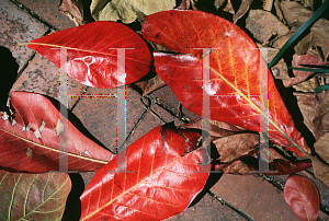 Picture of Terminalia catappa 