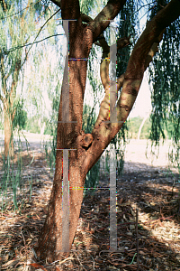 Picture of Acacia stenophylla 