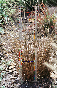 Picture of Carex buchananii 