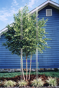 Picture of Betula nigra 'BNMTF (Dura-Heat)'