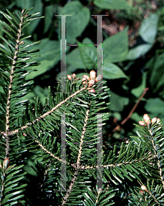 Picture of Abies balsamea 