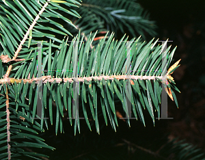 Picture of Abies bracteata 