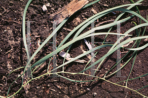 Picture of Acacia stenophylla 