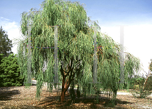 Picture of Acacia stenophylla 