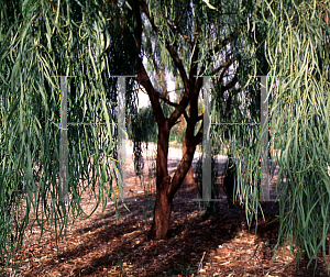 Picture of Acacia stenophylla '~Species'