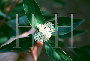 Picture of Cornus stolonifera 'Baileyi'