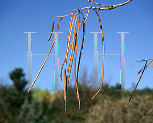 Picture of Catalpa ovata 