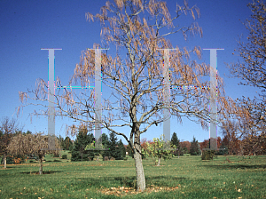 Picture of Catalpa ovata 