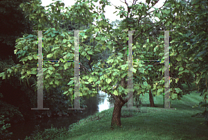 Picture of Catalpa bungei 