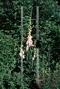Picture of Digitalis grandiflora 