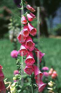 Picture of Digitalis grandiflora 