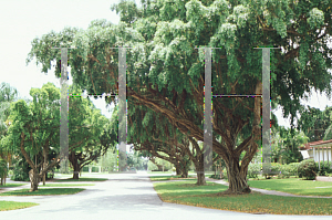 Picture of Ficus microcarpa 