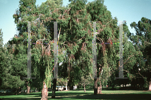 Picture of Eucalyptus viminalis 