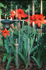 Picture of Hippeastrum x hybridum 