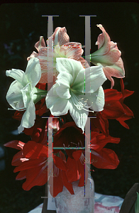 Picture of Hippeastrum x hybridum 