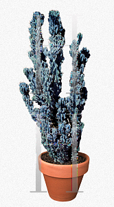 Picture of Cereus uruguayanus 'Monstrosus'