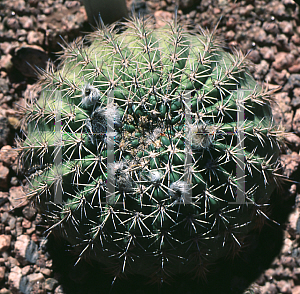 Picture of Echinopsis mamillosa 