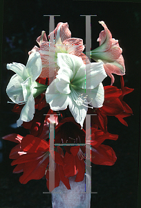 Picture of Hippeastrum x hybridum 