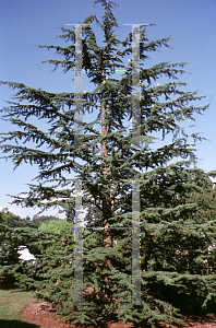 Picture of Cedrus libani ssp. stenocoma 