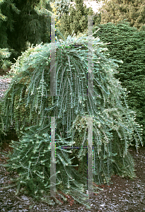 Picture of Larix decidua 'Julian's Weeper'