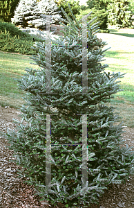 Picture of Abies koreana 'Silberlocke'