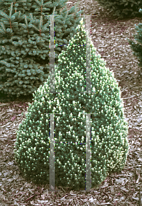 Picture of Picea glauca 'Rainbows End'