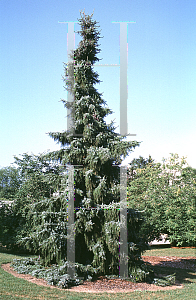 Picture of Picea omorika 'Pendula'