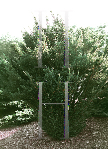 Picture of Taxus baccata 'Amersfoot'