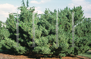 Picture of Pinus parviflora 'Bergman'