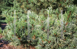 Picture of Pinus parviflora 'Bergman'