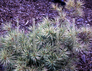 Picture of Pinus strobus 'Bennett Dragon's Eye'