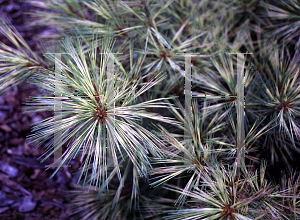 Picture of Pinus strobus 'Bennett Dragon's Eye'