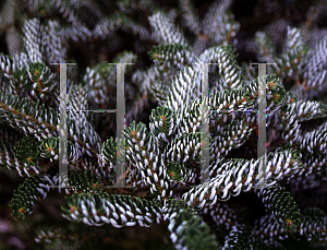 Picture of Abies koreana 'Silberlocke'