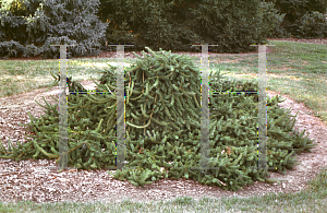 Picture of Picea abies 'Pendula'