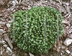 Picture of Picea abies 'Horae Wilson'