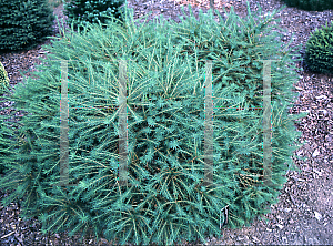 Picture of Larix decidua 'Lanark'